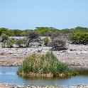 NAM OSHI Etosha 2016NOV26 041 : 2016, 2016 - African Adventures, Africa, Date, Etosha National Park, Month, Namibia, November, Oshikoto, Places, Southern, Trips, Year